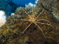夏威夷大学研究人员解开了巨型南极海蜘蛛的繁殖之谜